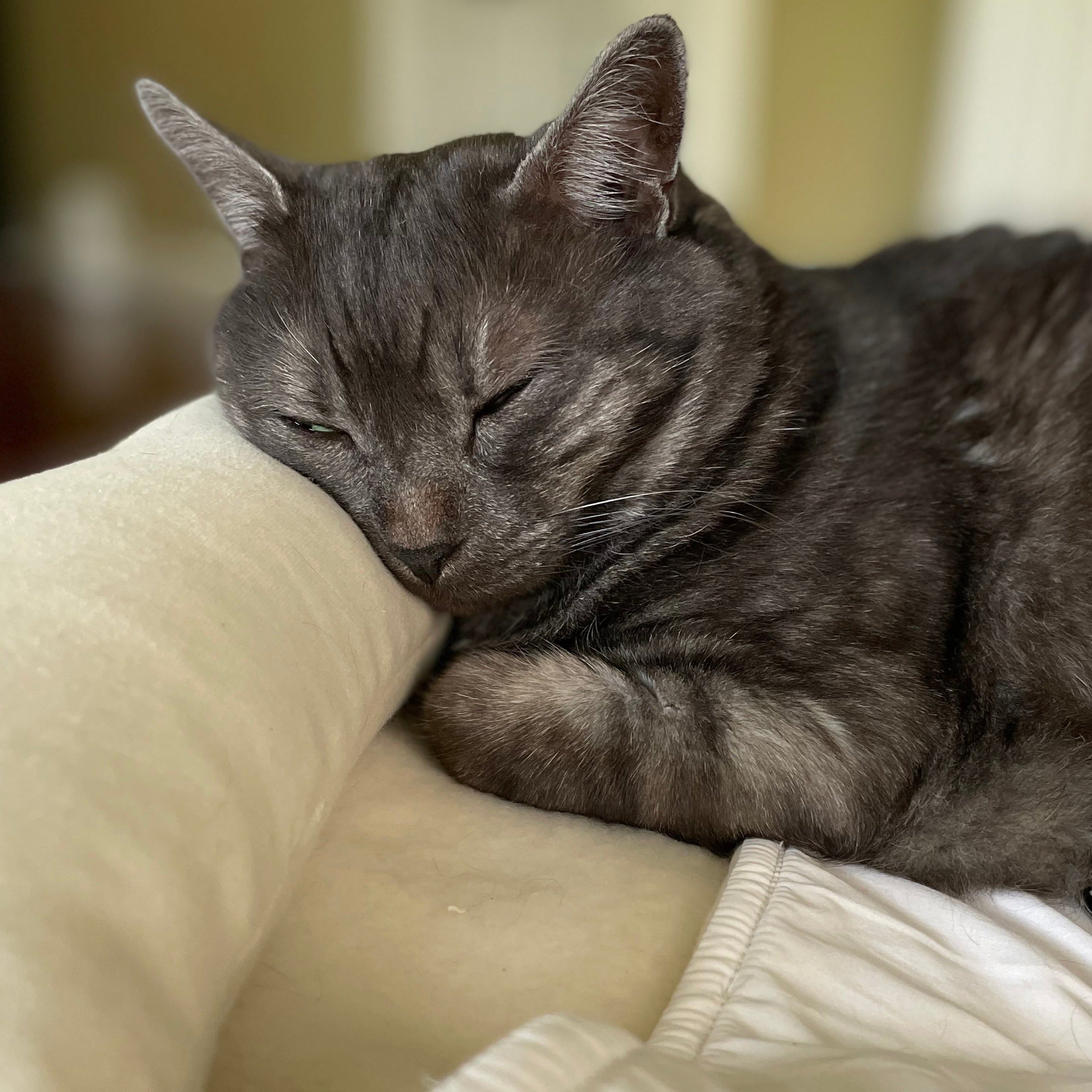 CatSleepingBagwithPillow_e3bb7e32-1725-4f56-9df0-30de3bc1252a